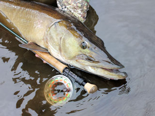 Winston Fly Rods Jeff Currier