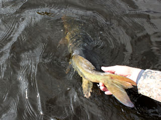 muskie catch and release