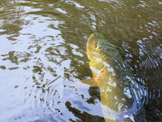 figure eight in angling