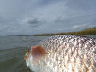 fly fishing for redfish