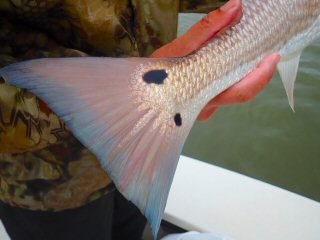 redfish on the fly