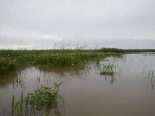 fly fishing for redfish