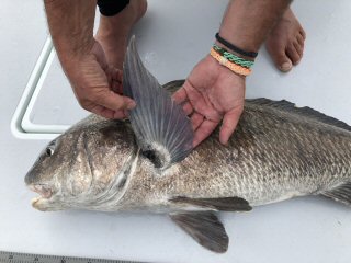 black drum flyfishing