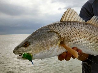 redfish flies