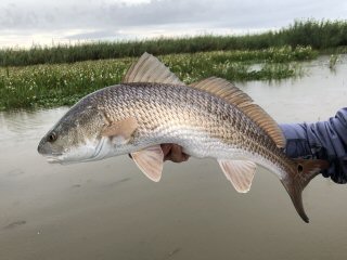 flyfishing for redfish