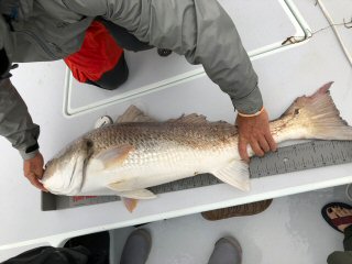 Giant redfish on the fly