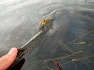 Idaho catch and release
