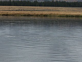 rising trout on the Railroad Ranch