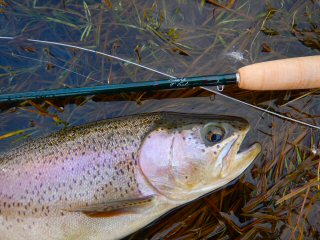 Winston Pure fly rod and Jeff Currier