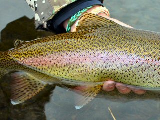 rainbow trout