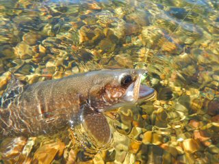 lake trout on the fly rod