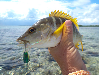 fly fishing for snapper