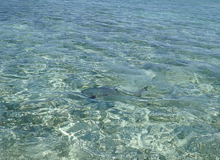 flyfishing for permit