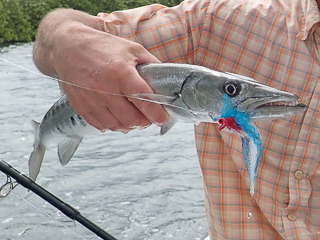 flyfishing for barracuda
