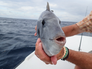 ocean triggerfish