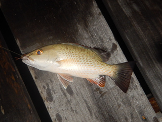 Mangrove snapper