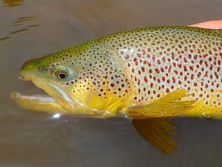 brown trout in Africa
