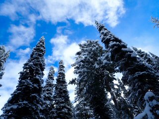flyfishing Jenny Lake
