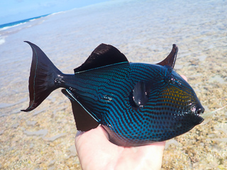 black triggerfish
