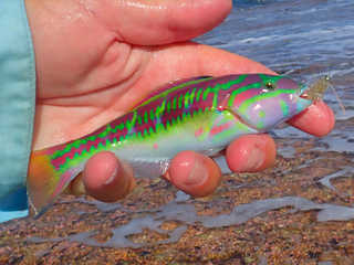 five strip wrasse