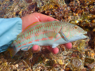 wrasse on fly rod
