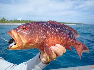 yellow edged lyretail grouper