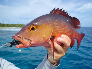 bohar snapper