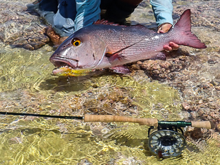 Bohar Snapper, Bauer Fly Reels