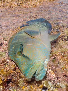 Napoleon wrasse