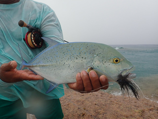 bluefin trevally
