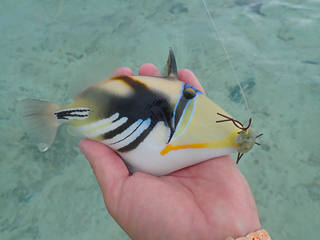 Picasso triggerfish