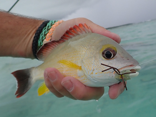 yellow margined snapper