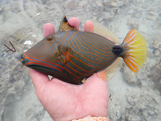 orange lined triggerfish
