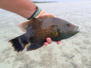 Maori Wrasse