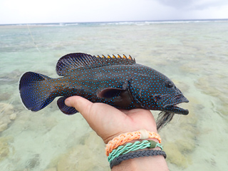 blue spotted grouper