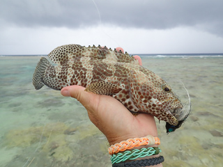 honeycomb grouper