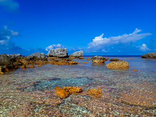 flyfishing for triggerfish