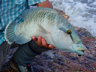 Napoleon wrasse