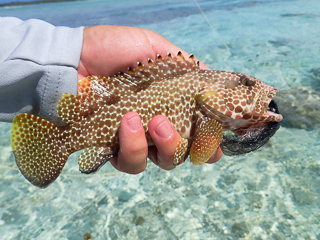 flyfishing for grouper