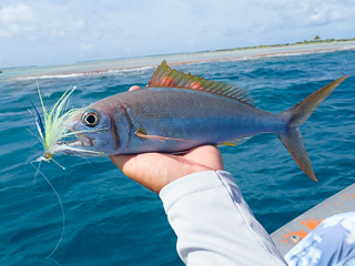 small toothed jobfish