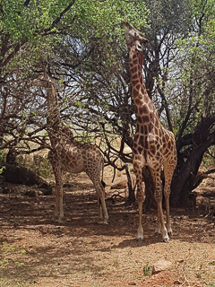 largescale yellowfish
