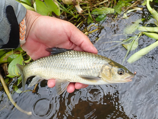 smallscale yellowfish