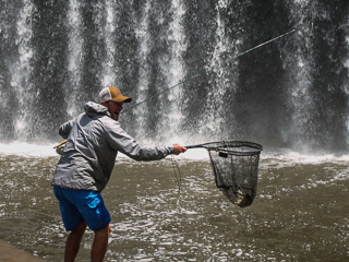 largescale yellowfish Jeff Currier