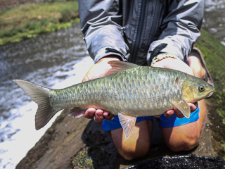 Largescale Yellowfish