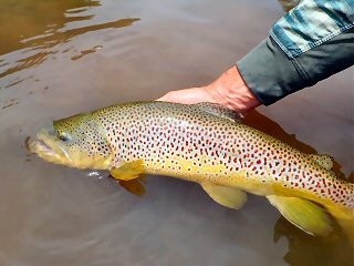 flyfish-trout-in-Africa