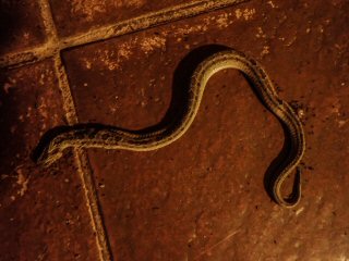 night-adder