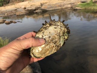 Faro-River-Nile-perch