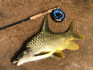 fishing-for-niger-barb