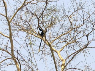 colobus-monkey
