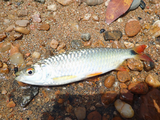 fish-of-cameroon